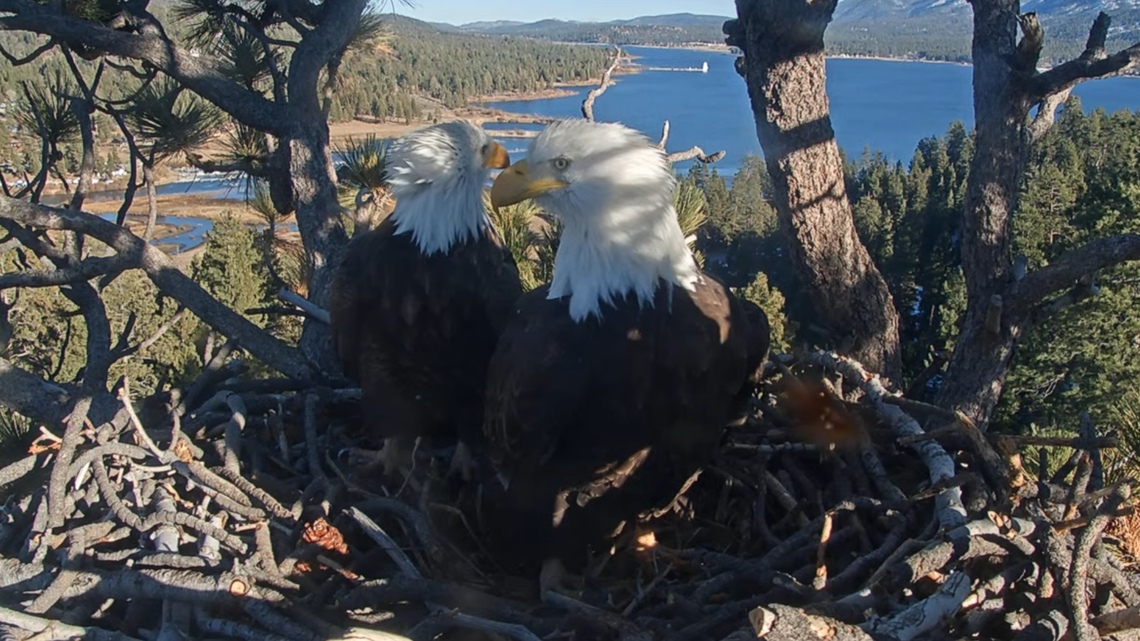 Bald eagles Jackie and Shadow are seen in the nest together hours before Jackie lays her first egg Jan. 25. The eagles haven’t been spotted in the nest as a wildfire burns in the area.