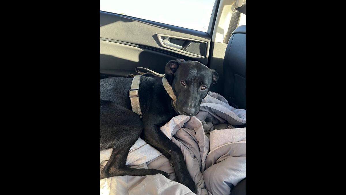 Tex is pictured on his way to his new home in Texas.