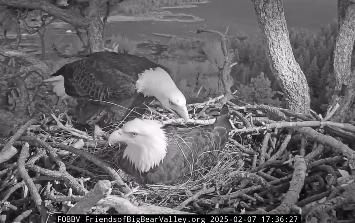 Jackie places a stick on Shadow’s back.