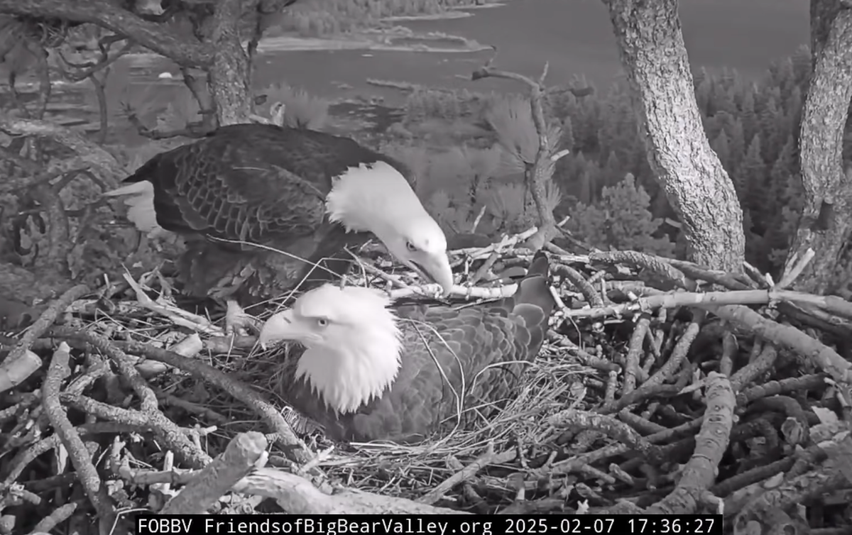 Jackie places a stick on Shadow’s back.