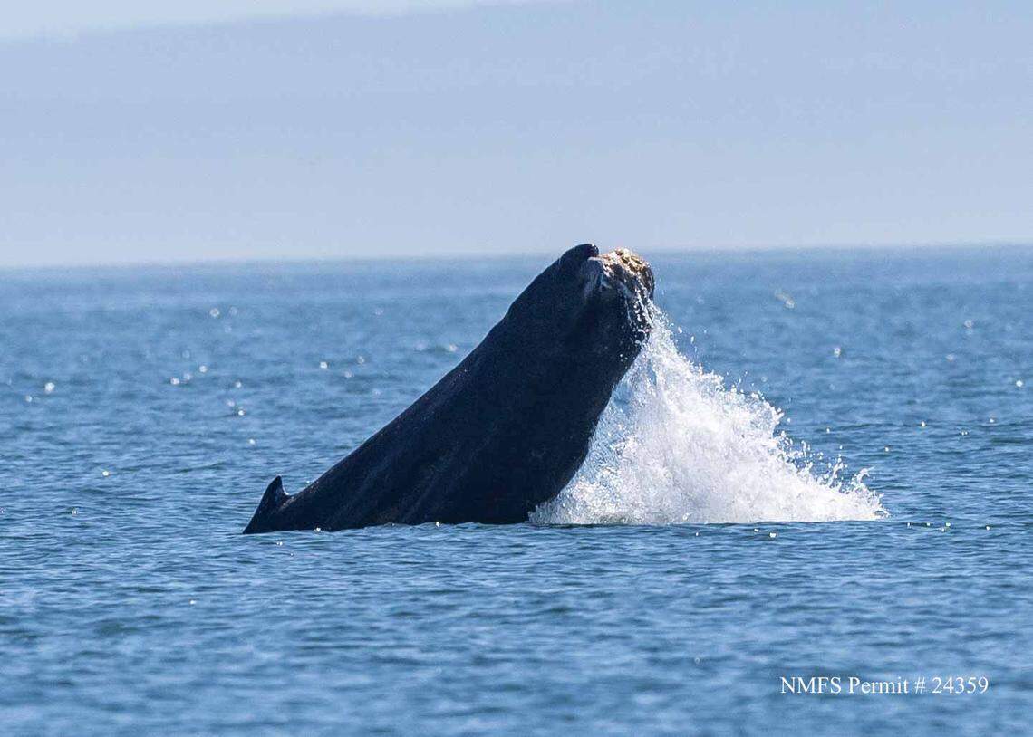 The whale’s missing tail is seen out of the water.