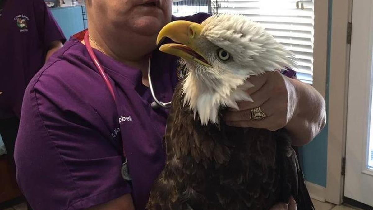 Dr. Marikay Campbell, co-owner of Port Royal Veterinary Hospital in South Carolina, holds the injured eagle that was brought to her clinic Nov. 27, 2015.
