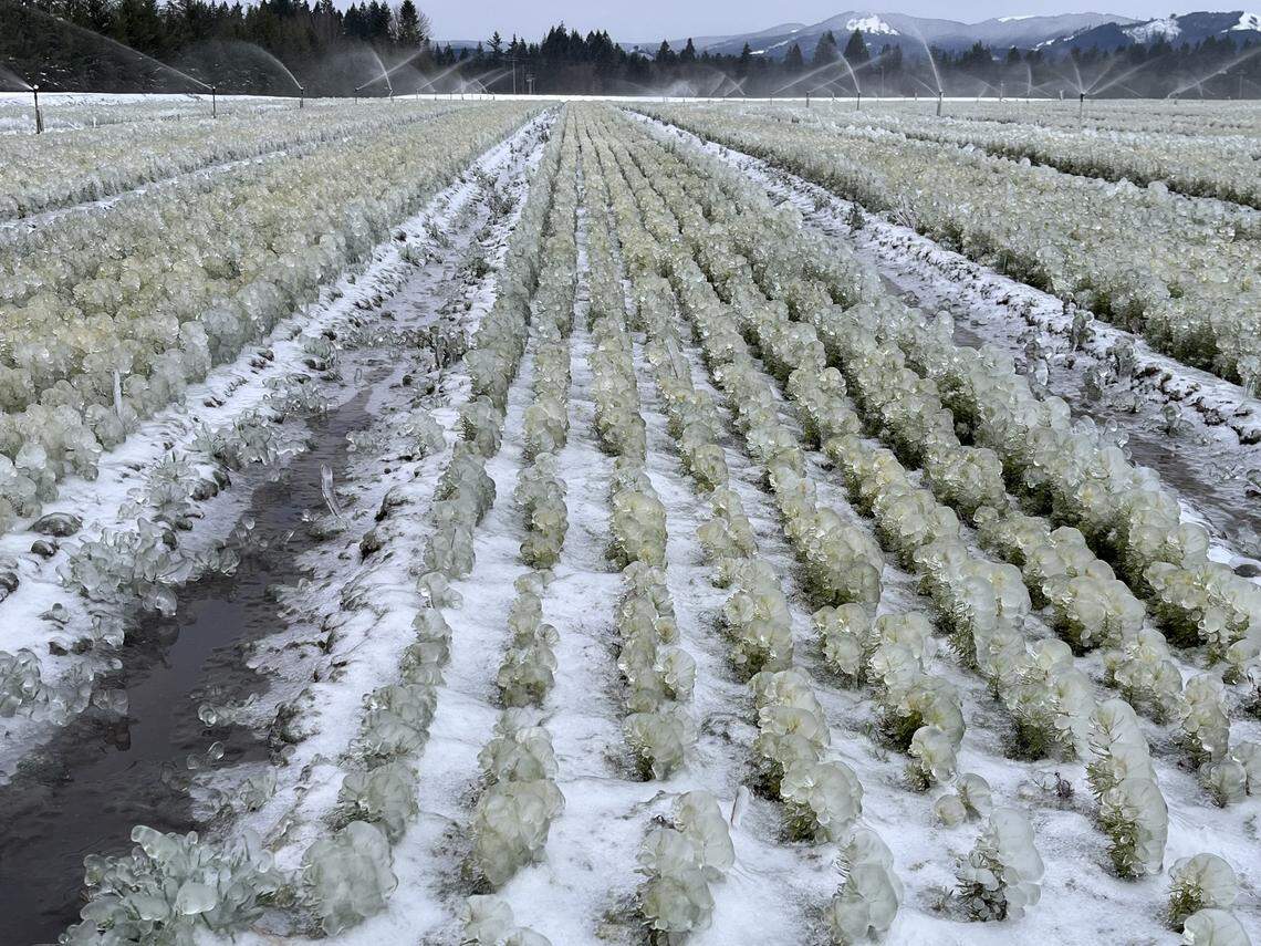 These seedlings will be planted on state land where timber has been harvested, officials said.