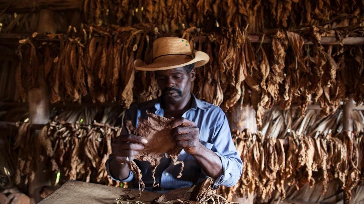 Yovanni Gavilan prepares to hand roll a cigar at a Pinar del Rio tobacco farm on April 20, 2015 in Cuba. On Oct. 14, 2016, President Barack Obama lifted additional restrictions on U.S. trade and travel with Cuba, including on rum and cigars.