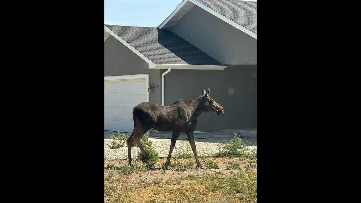 The yearling moose is pictured in a yard in Burley, Idaho.
