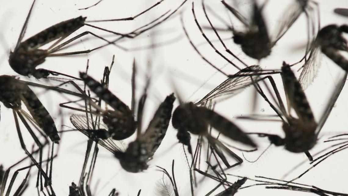 Samples of Aedes aegypti mosquitoes, responsible for transmitting dengue and Zika.