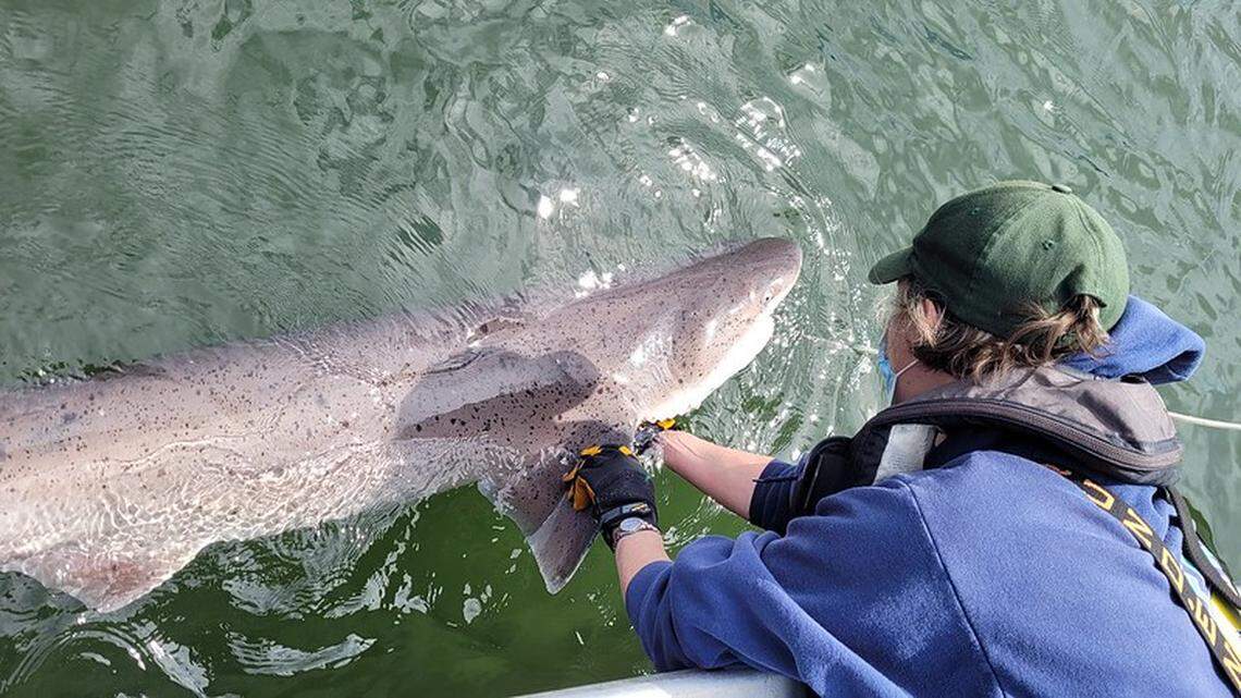 Lisa Hillier, with the Washington Department of Fish and Wildllife, is seen with a broadnose sevengill shark.