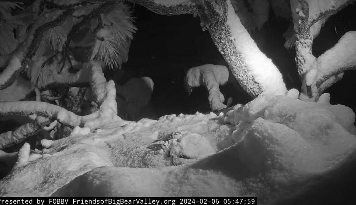 Snow covers bald eagle Jackie in this Feb. 6 photo.
