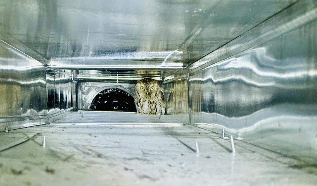 The western screech owl is seen trapped in the air duct before a Palo Alto Animal Control Officer helps free it.