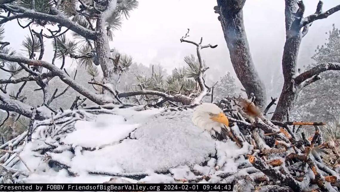 Jackie keeps her three eggs warm during the Feb. 1 snow storm in Big Bear, California.