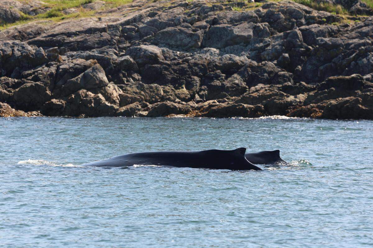 Another photo shows the humpback whale mom and its calf.