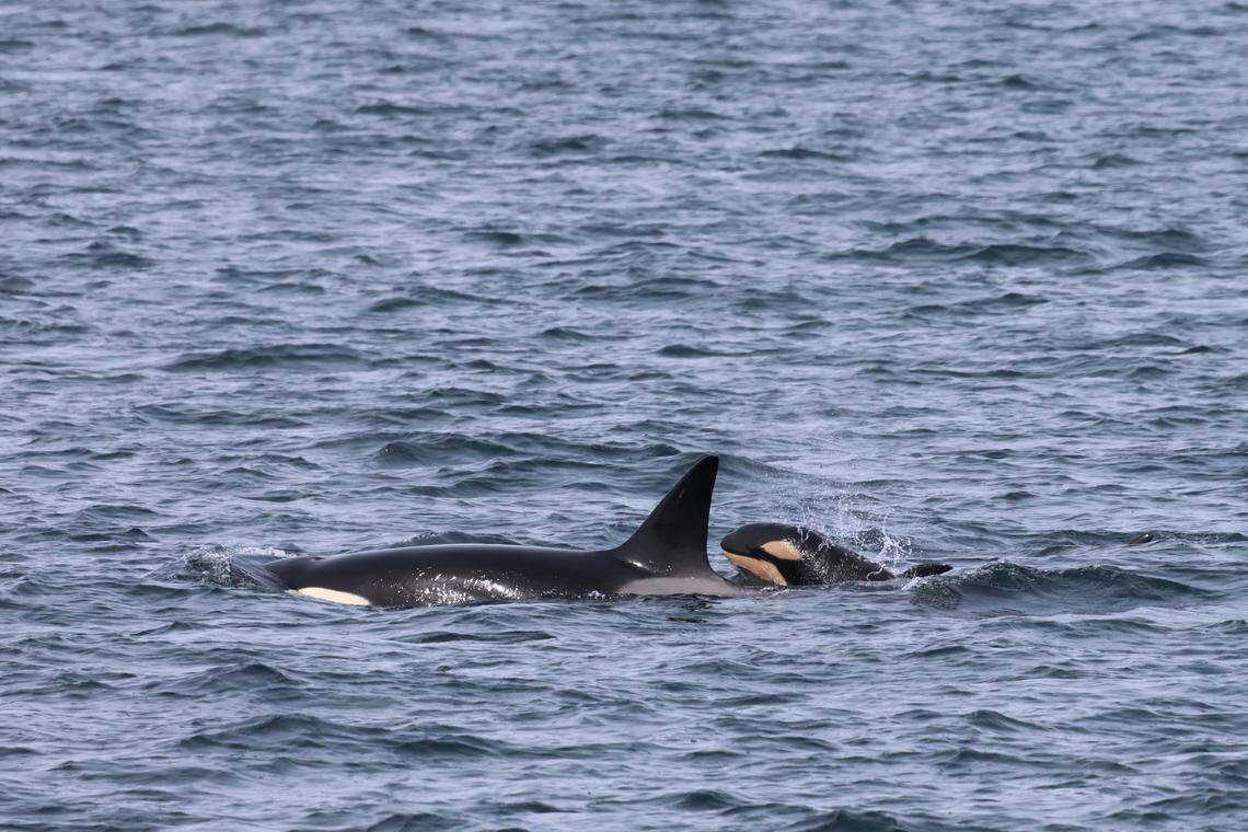 The baby orca is pictured.