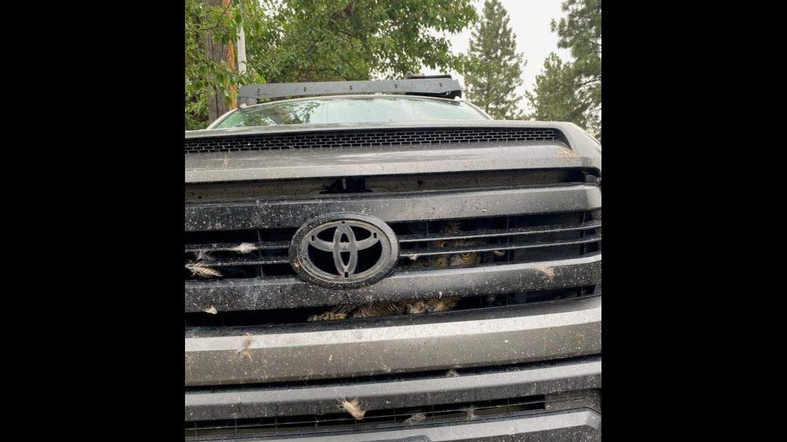 A great horned owl was struck by a driver on Aug. 16 near Burns, Oregon. The driver traveled home to Bend and discovered the critter the next day.