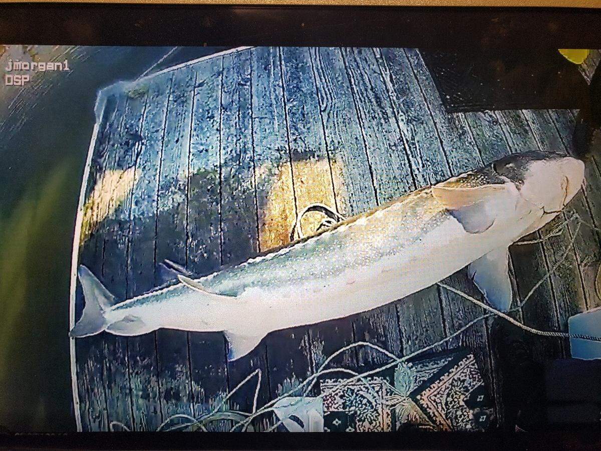 A giant white sturgeon is pictured. Wildlife officials estimate it was 80 years old and over 7 feet long.