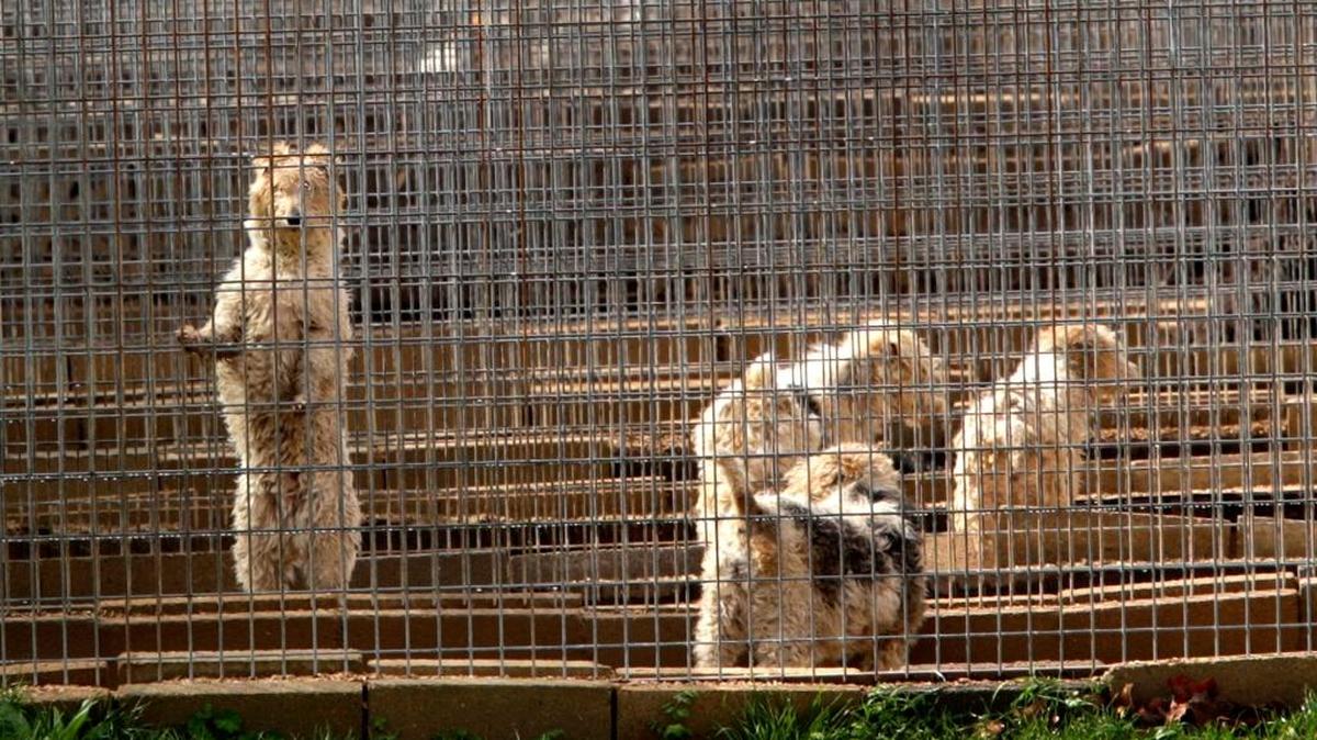 Information about animal abuse at puppy mills is now harder to access through the federal government.