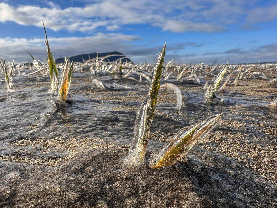 This Jan. 14 photo shows frozen European beach grass at Seaside Beach in Oregon.