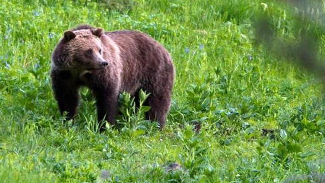 A grizzly bear roams near Beaver Lake in Yellowstone National Park in Wyoming.