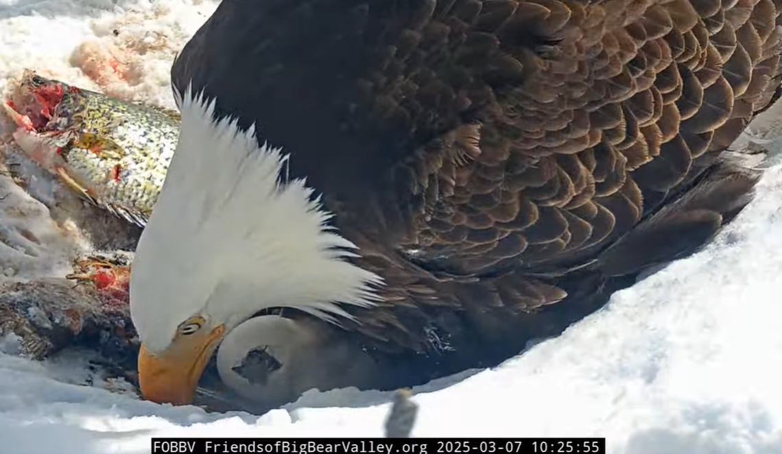 A pip is visible on the third egg.