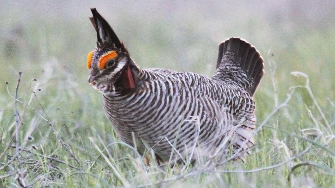 
The lesser prairie chicken population appears to be on the rebound one year after the U.S. Department of Fish and Wildlife placed the bird in threatened status.
