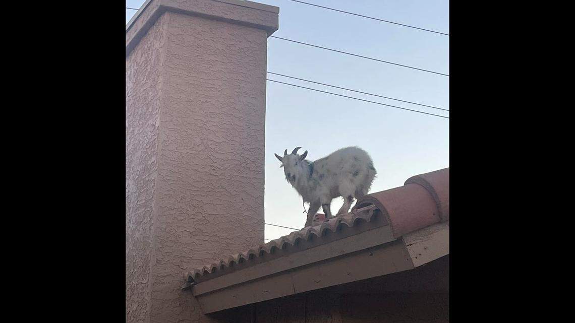 A goat is seen standing on a home’s roof Jan. 8 in Glendale, Arizona.