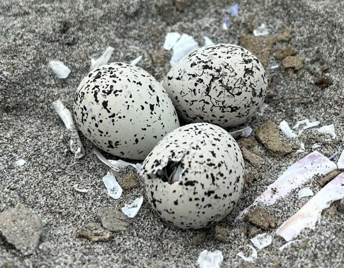 Snowy plovers lay speckled eggs, which help hide them from predators but also make it difficult for beachgoers to see.