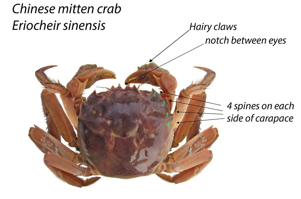 Here’s how the invasive crab can be identified.