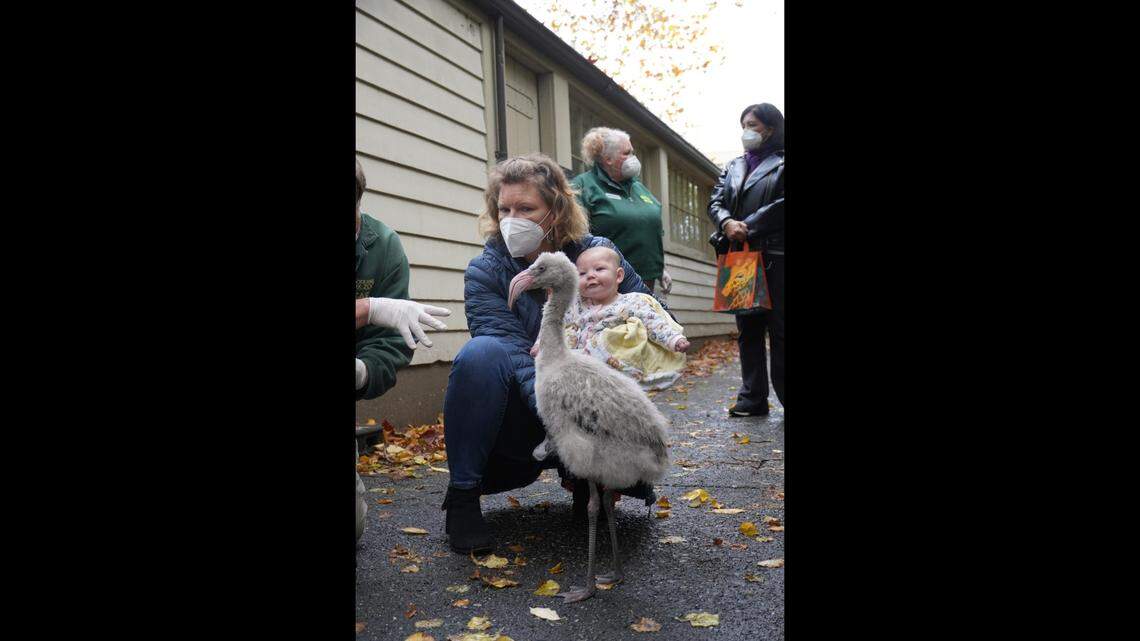 Amber is pictured with her granddaughter, Sunny, as the two meet the baby flamingos in Seattle.