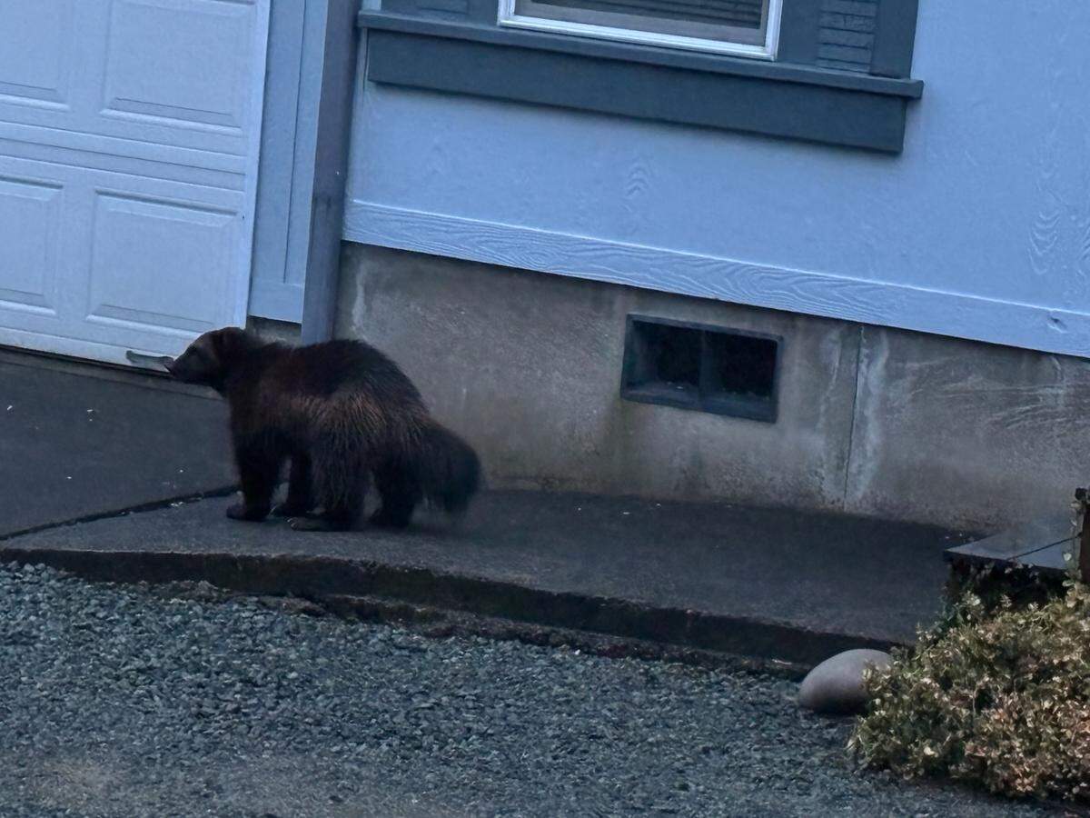 A wolverine appeared near a home March 10 in Nehalem, Oregon, officials said.