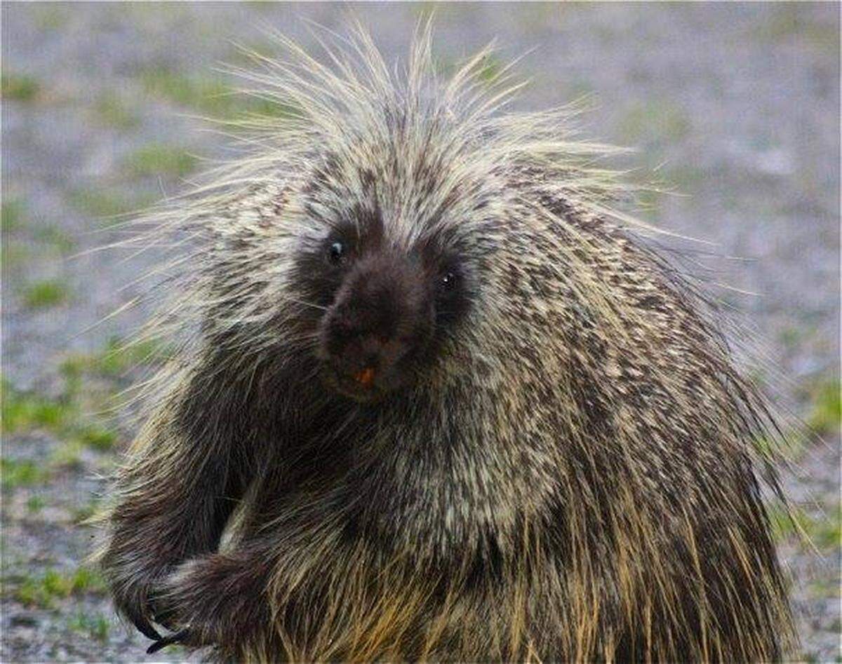A porcupine is the second-largest rodent in North America. They are slow-moving and more active at night.