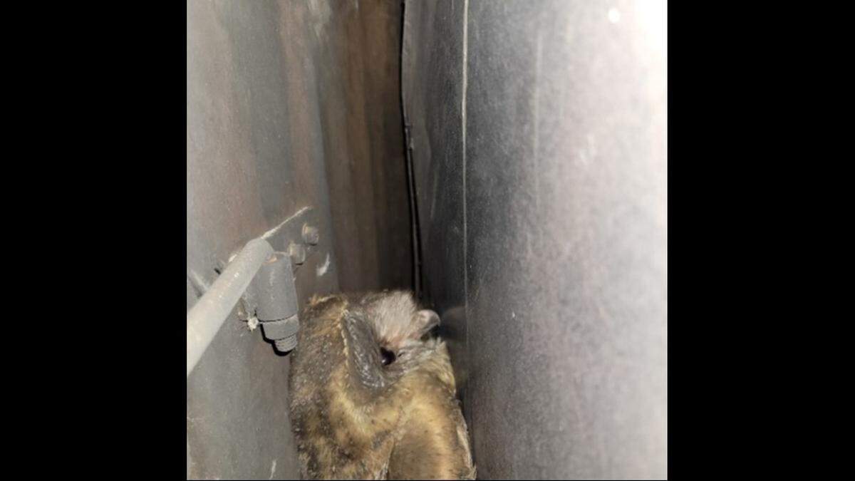 A trapped barn owl is pictured.