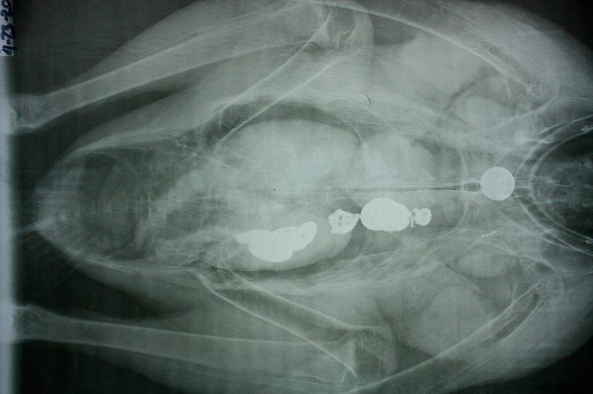 Coins are shown in a California condor’s digestive tract. The birds can die if they eat metal objects, park officials said.