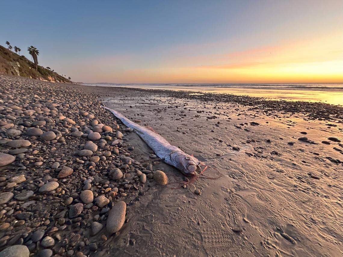 The 10-foot long oarfish is pictured.