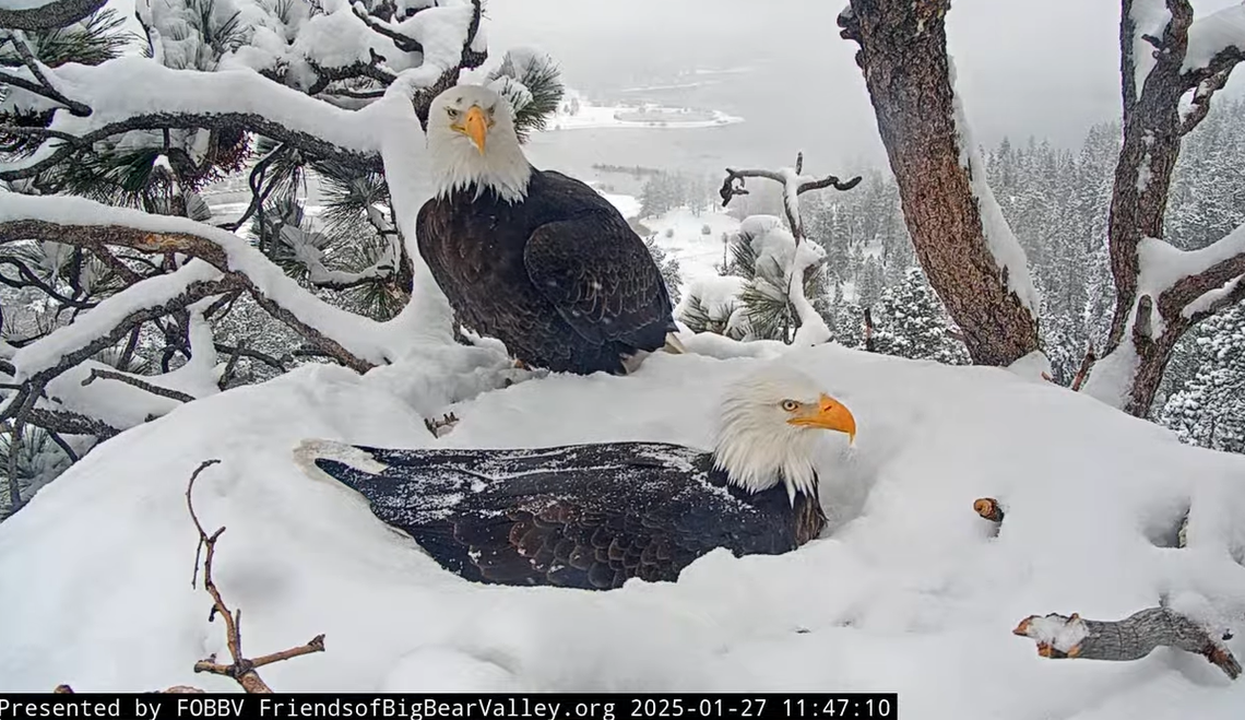 Shadow is slightly smaller than Jackie and sits in the nest on the eggs. Jackie is seen behind him.