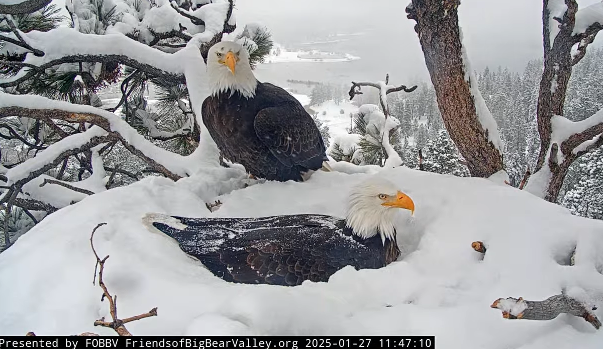 Shadow is slightly smaller than Jackie and sits in the nest on the eggs. Jackie is seen behind him.