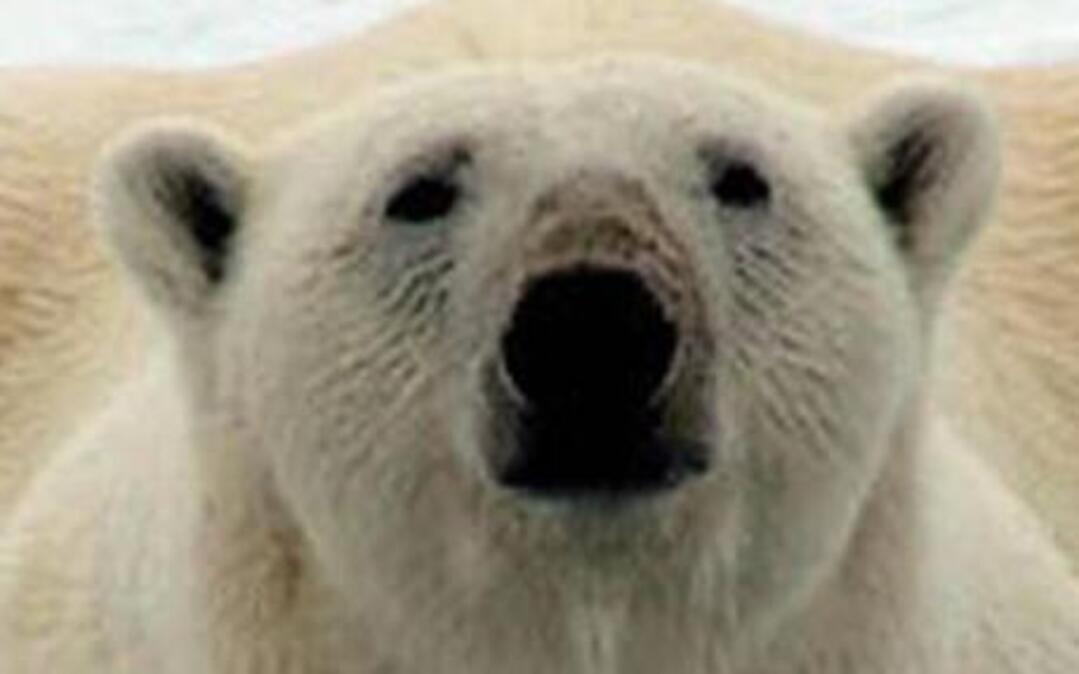 A polar bear