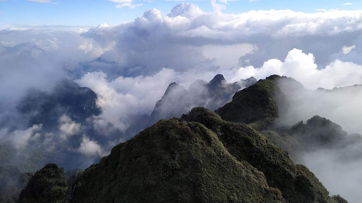 Scientists in Vietnam found a “metallic purple” animal with shiny belly and discovered a new species, a study said. Photo shows Mount Fansipan.