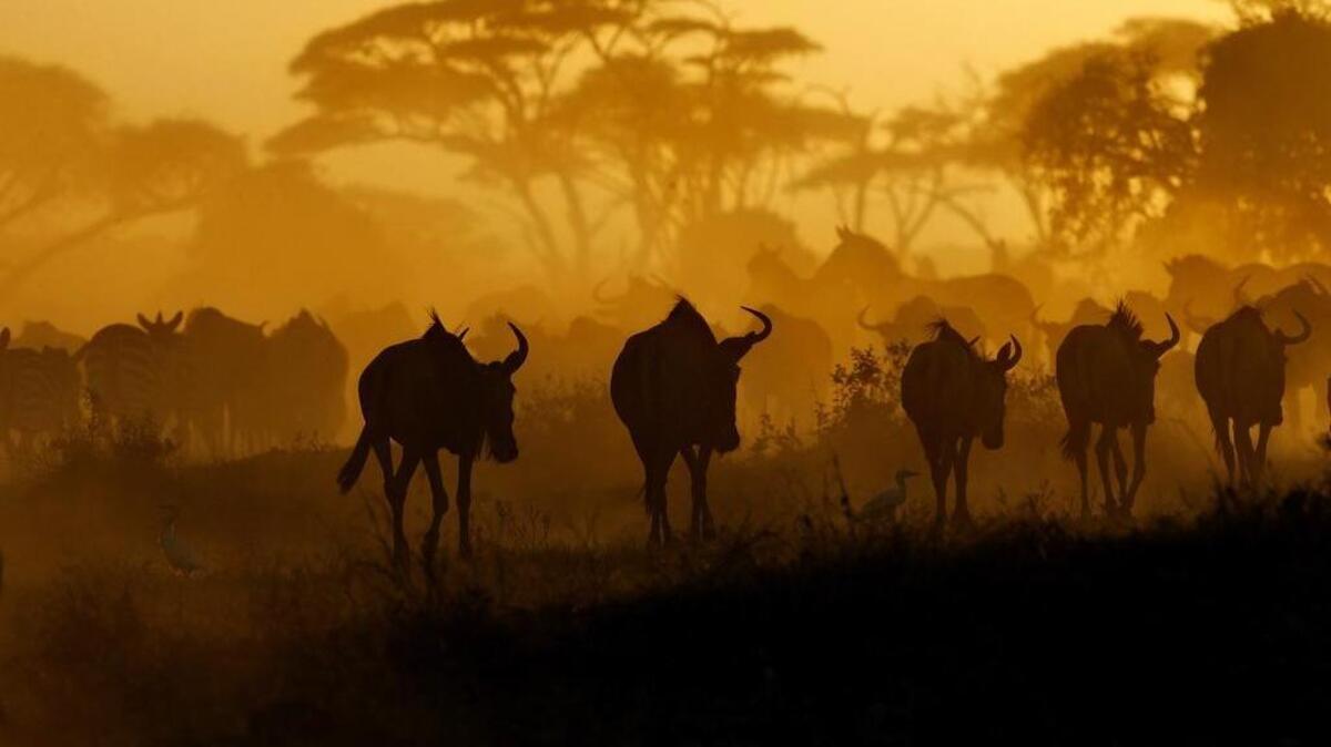 Herds of wildebeest and zebras walk at sunset in Kenya, in this March 21, 2007, photo. Of the industries that used the Panamanian law firm Mossack Fonseca to set up offshore front companies, the African safari trade stands out.