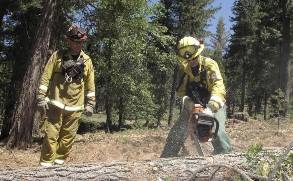 In this June 6, 2016 photo, firefighters with the California Department of Forestry and Fire Protection remove dead trees near Cressman, California.