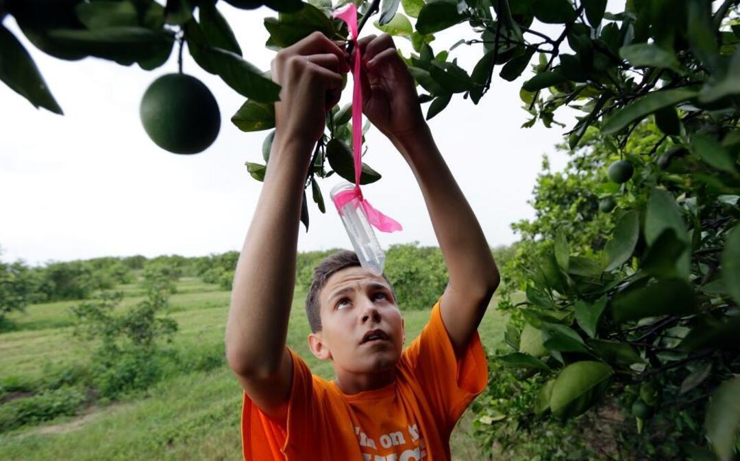 In this July 25, 2014, photo, Nick Howell, 13, a member of the McLean family, which owns Uncle Matt's organic orange juice company, places a vial containing the tamarixia wasp to release in their Clermont, Fla., orange groves to fight the citrus greening disease. On Wednesday, the House passed a bill by Rep. Vern Buchanan, R-Sarasota, to provide tax relief to citrus investors who had to replace disease-infested crops.