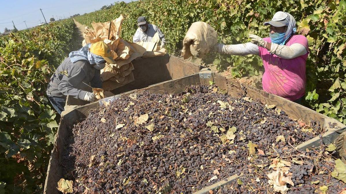 Workers dump raisins into bins on a farm south of Easton, Calif., in 2014. Anti-immigrant sentiment by Republican presidential frontrunners Donald Trump and Ted Cruz worries agricultural leaders in the central San Joaquin Valley who say their industry needs immigrants in their workforce.