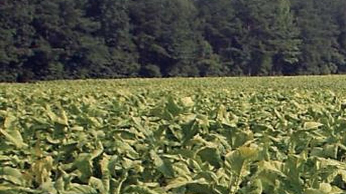 A tobacco field in Wilson, N.C., as seen in a file photo from Aug. 5, 2006. At that time, a Wilson County Agriculture Extension agent said the amount of tobacco being grown was increasing.