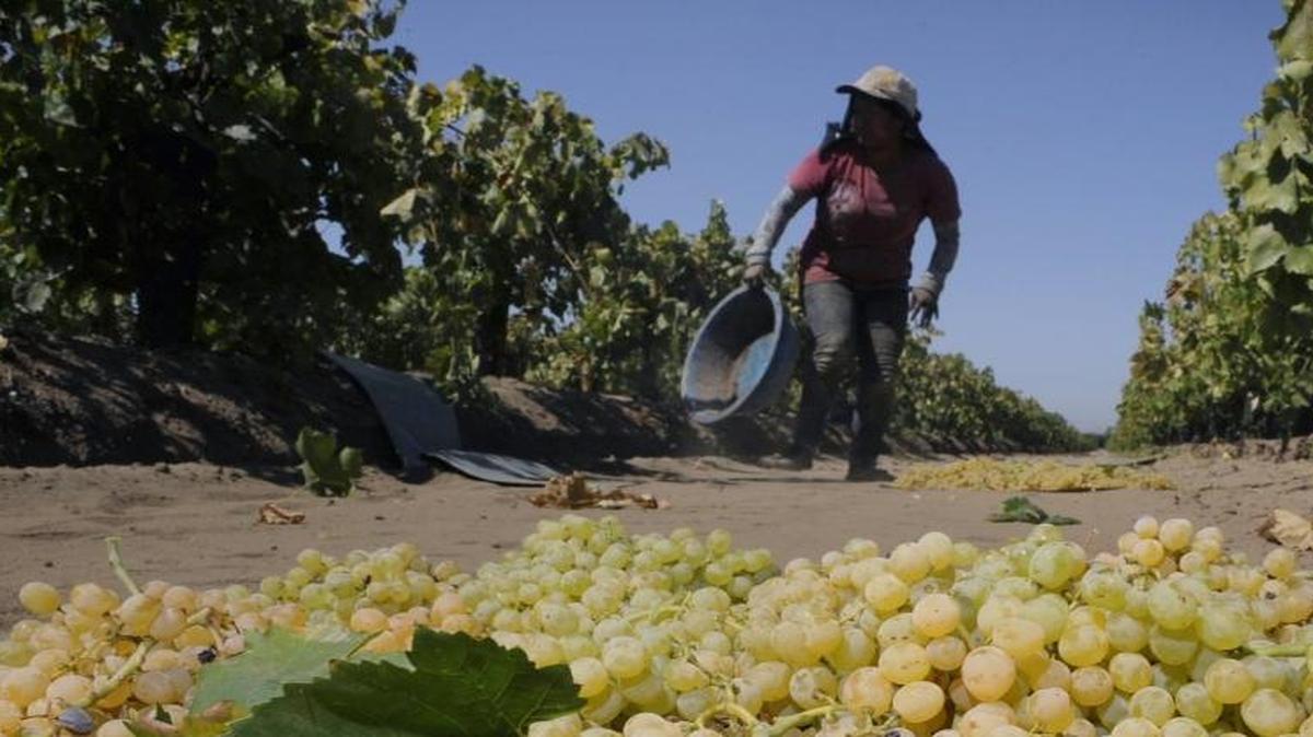 A tray of freshly picked grapes dries on a paper tray on Aug. 30, 2013 near Dinuba, Calif.
