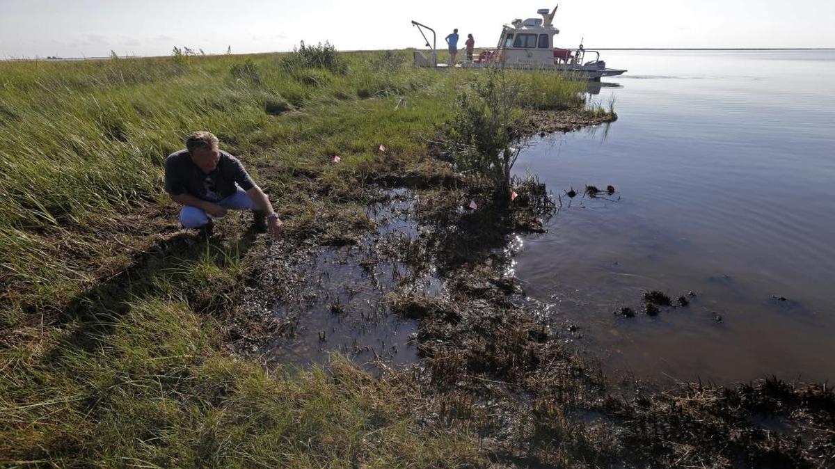 PJ Hahn, coastal zone manager for Plaquemines Parish, examines oil along the shoreline of Bay Jimmy, which was heavily affected by the Deepwater Horizon oil spill, in Plaquemines Parish, La., on Friday, Sept. 27, 2013.