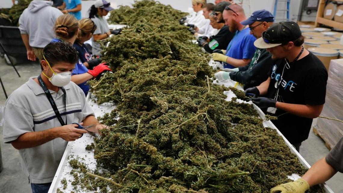 Workers remove stems and leaves from newly harvested marijuana plants at Los Suenos Farms in Avondale, Colo. President-elect Donald Trump's nomination of Republican Sen. Jeff Sessions of Alabama to be the next attorney general has raised fears that the new administration might crack down on marijuana businesses in states such as Colorado, Washington and California, where the sale of cannabis is legal.