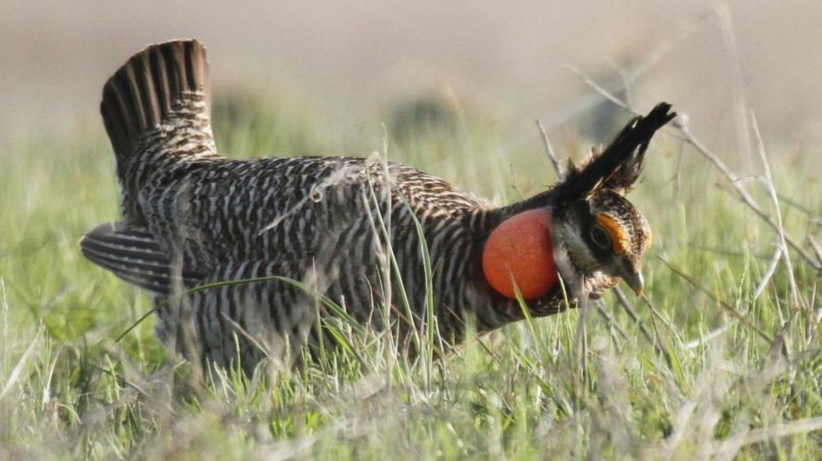 A male lesser prairie chicken. The Obama administration has dropped its effort to list the bird as a threatened species.
