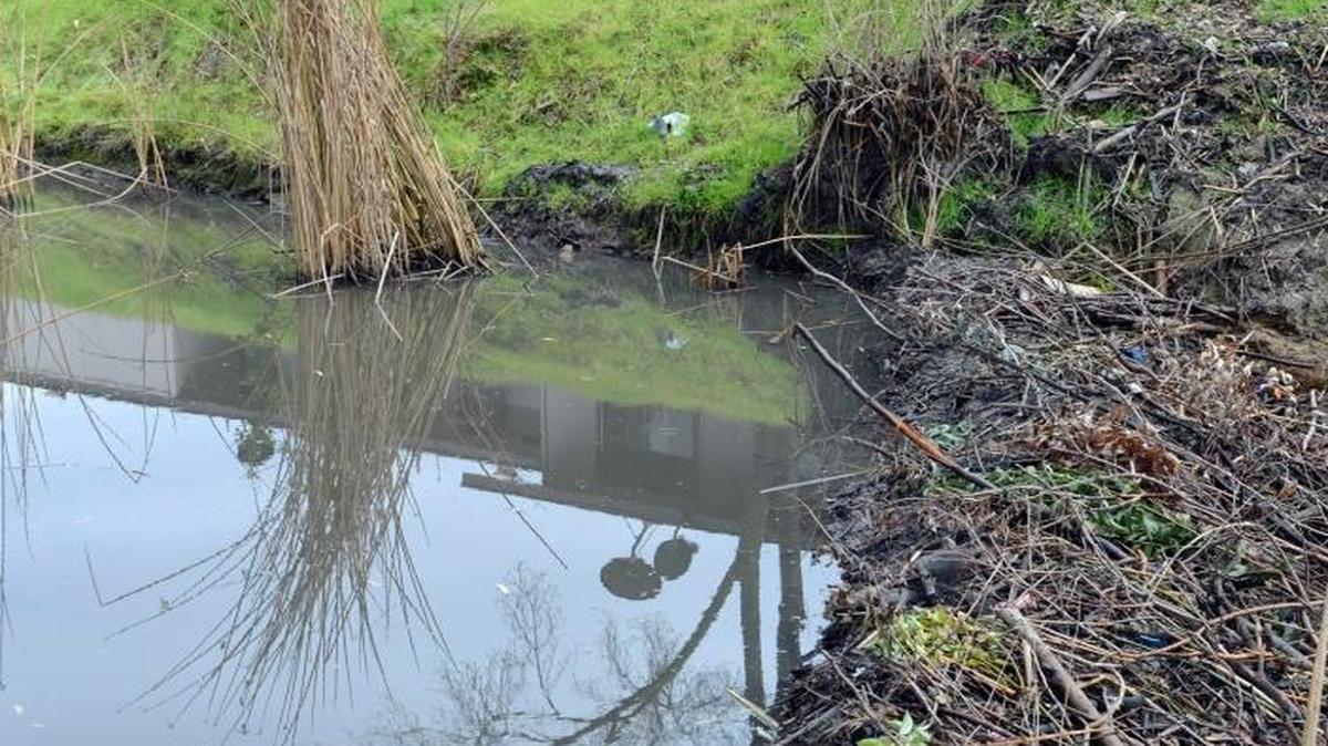 Wooden dams and gnawed trees along Black Rascal Creek are clear signs of beaver activity. Some residents say they're concerned that the dams could cause flooding. On Thursday, the Senate agreed to spend money to study the potential.