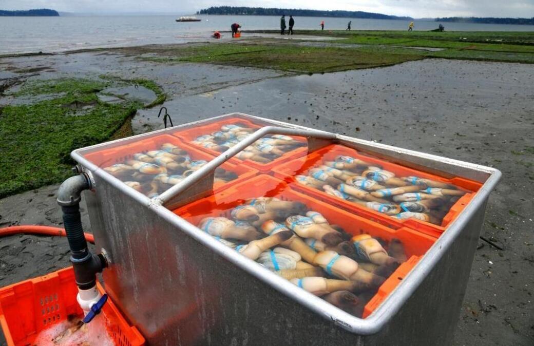 Geoduck clams are kept fresh in seawater after being harvested near Harstine Island, Wash., in Puget Sound in this March 23, 2015, file photo. Washington state officials, environmental advocates and others are warning of dire environmental and economic consequences if President Donald Trump's cuts to Puget Sound and other environmental programs go through as proposed in his first budget.