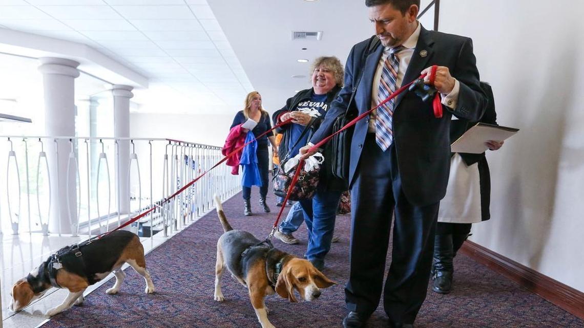 Thirteen U.S. House members want an audit of five agencies that have used dogs in experiments that caused them pain and distress. Here, Nevada Sen. Mark Manendo, D-Las Vegas, enters the Legislative Building in Carson City, Nev., on March 24, 2015, with rescue beagles Dean and Luke. Manendo introduced a bill that would require laboratories that conduct research on dogs and cats to put the animals up for adoption after the study work.