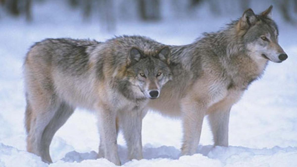 Officials in Idaho and other states want to manage gray wolves and say they don’t need help from the federal government.