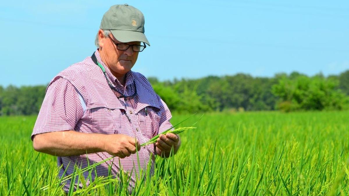 
Joe Mencer checks on his rice crop on his farm in southeastern Arkansas on Aug. 10, 2015. Mencer has joined with farmers from across the country to push for expanded trade to Cuba, although efforts in Congress to do so have so far been stalled.
